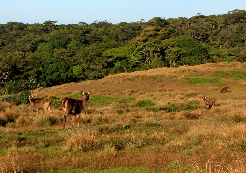 Horton-Plains-National-Park