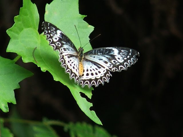 Sinharaja-National-Park