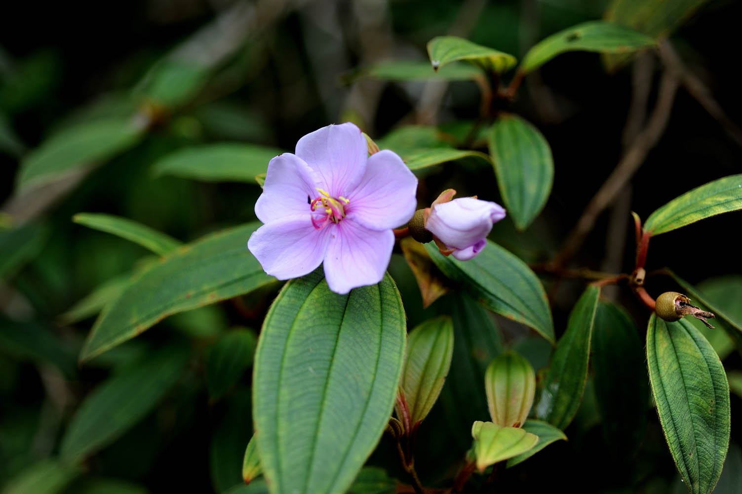 Sinharaja-National-Park