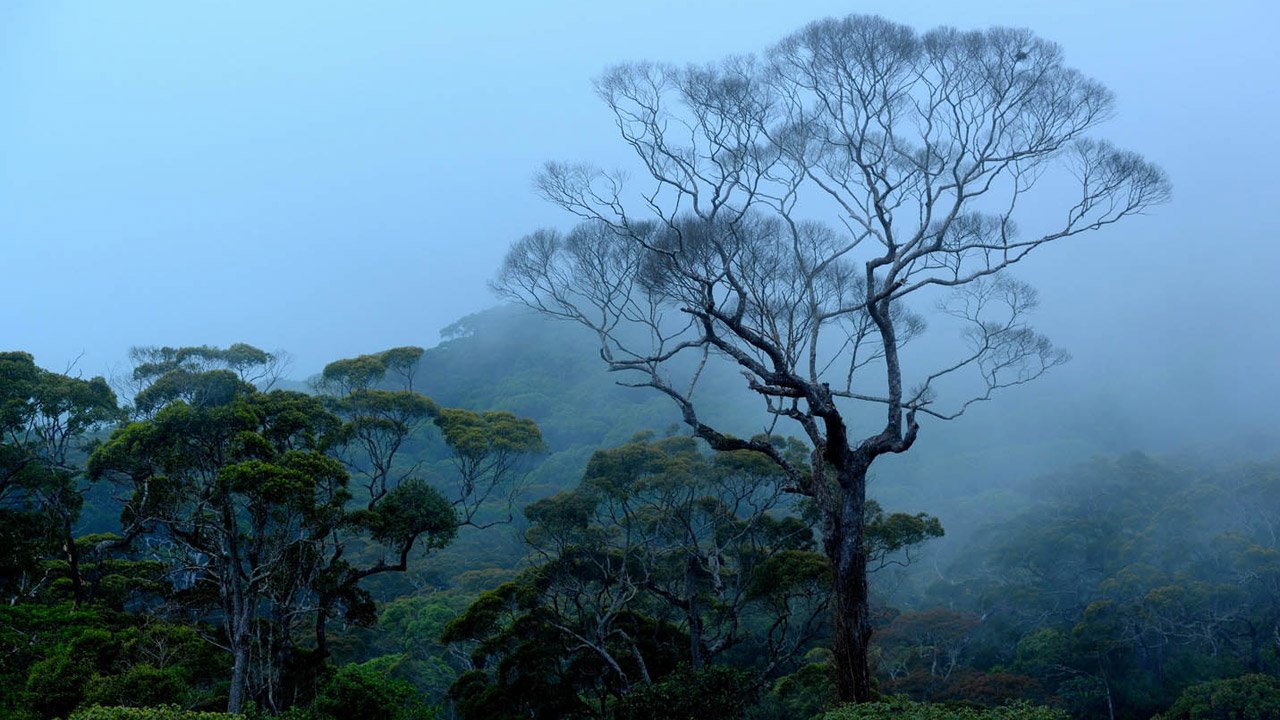 Sinharaja-National-Park