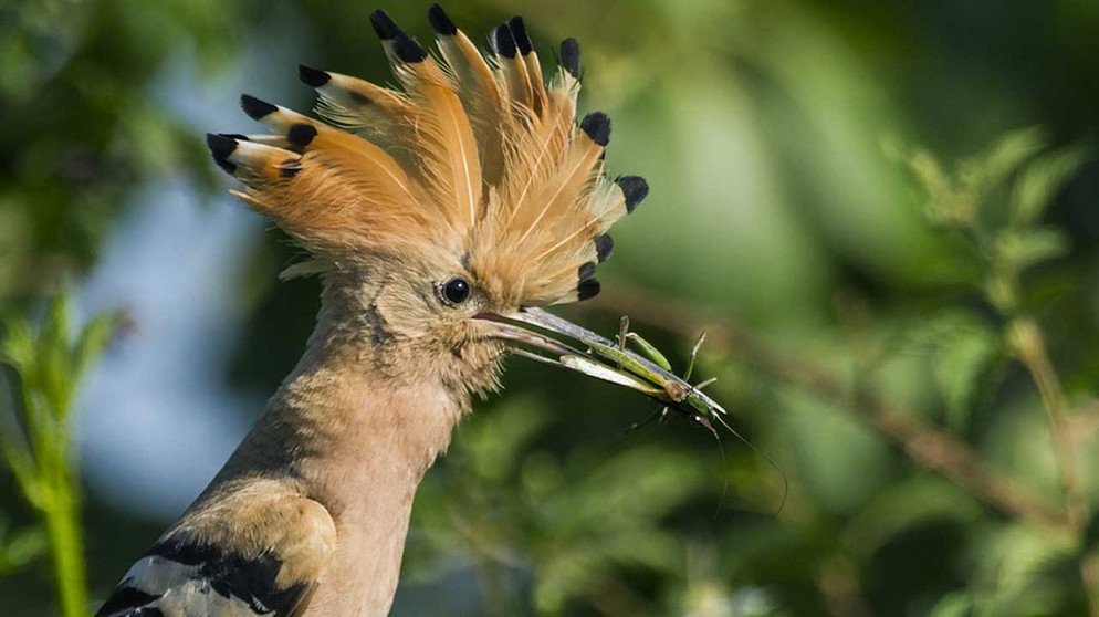Sinharaja-National-Park