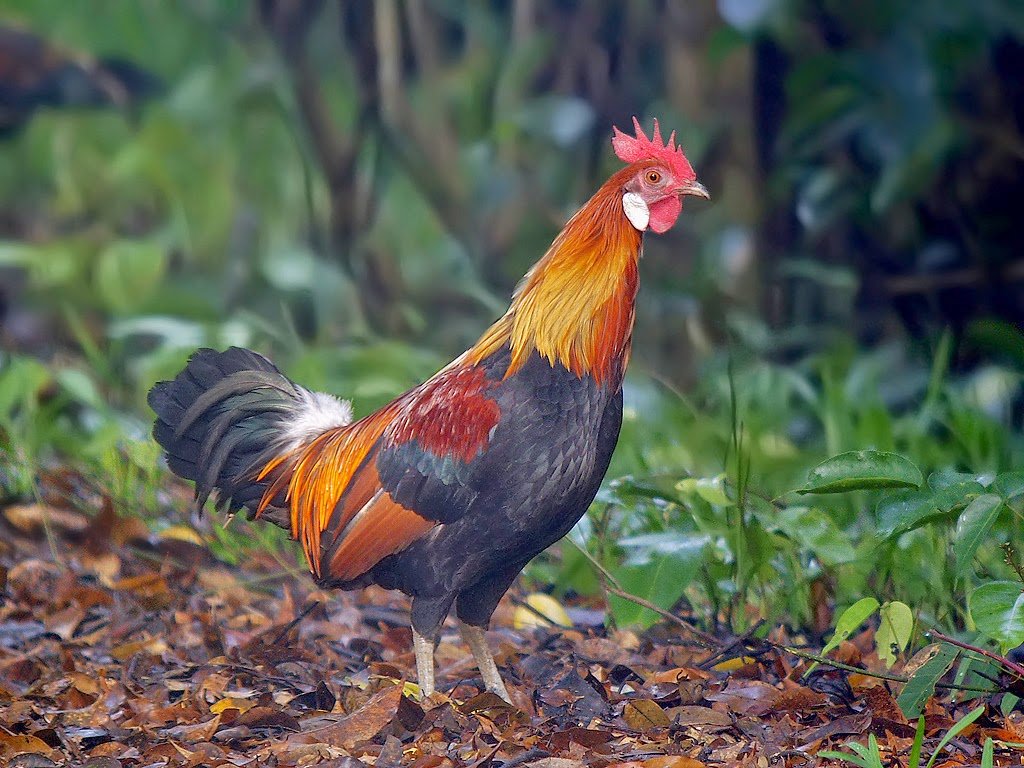 Sinharaja-National-Park